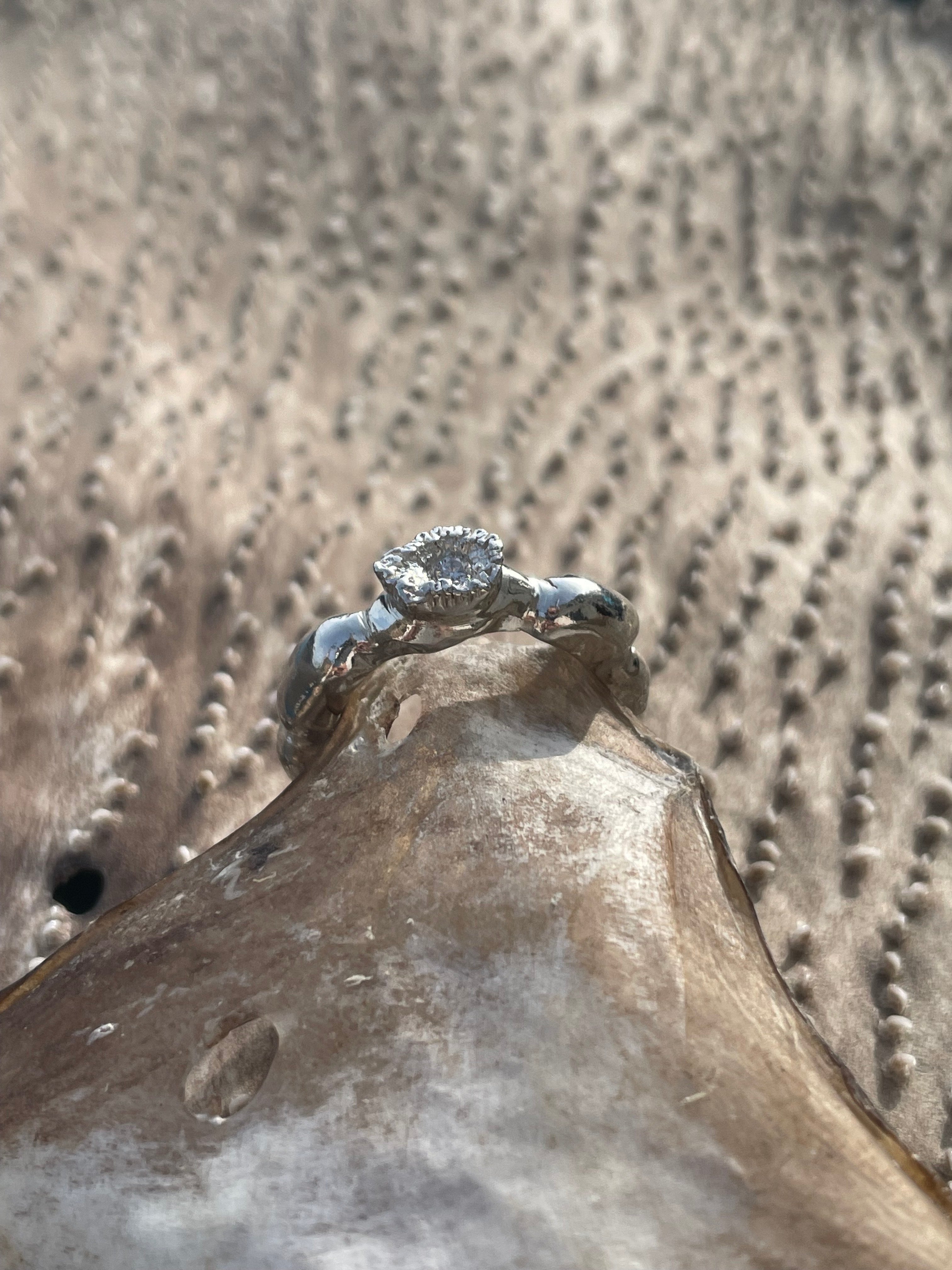 Wrack and atlantic wolffish tooth RING