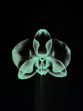 Load image into Gallery viewer, Lotus T-shirt - Glow In The Dark
