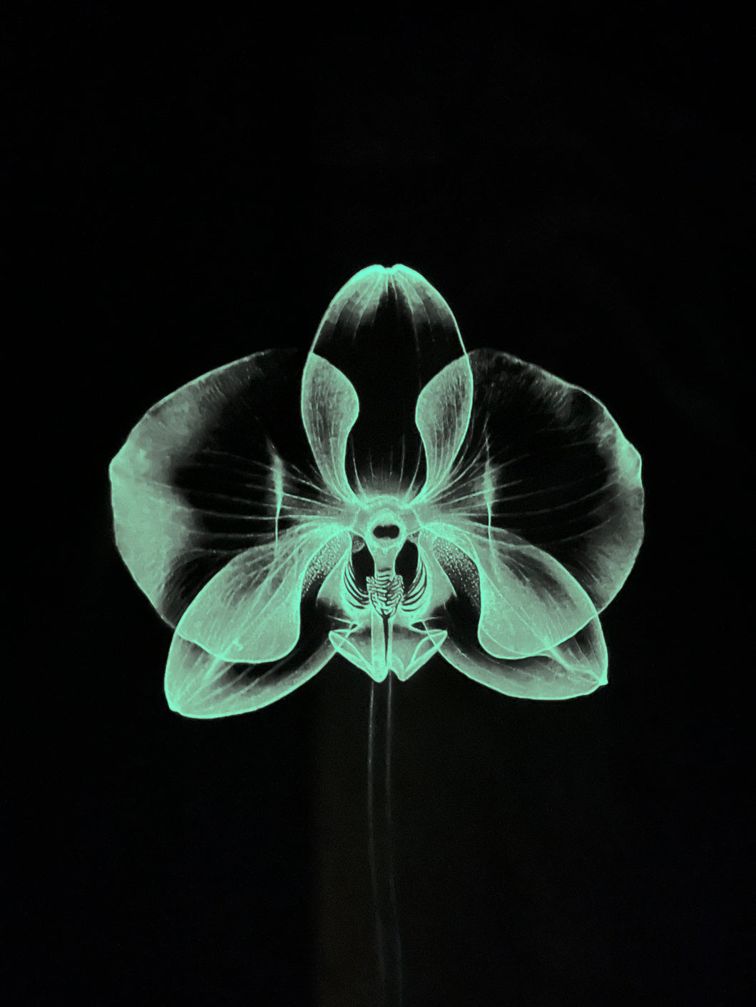 Lotus T-shirt - Glow In The Dark