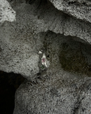 JÖKULL ring- 2x tourmaline